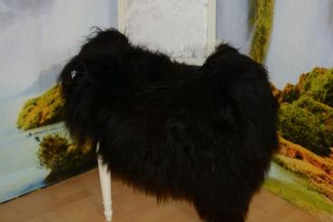 Islandfell Schwarz Langhaar 20cm (Öko)