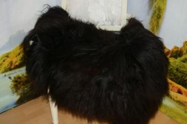 Islandfell Schwarz Langhaar 20cm (Öko)