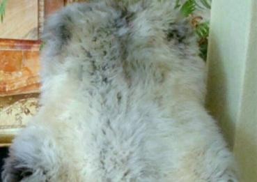 Lammfell Tricolore Silber Weiß Beige (Öko)