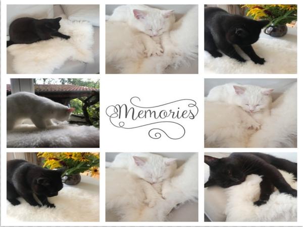 Unsere Lammfelle für Katzenbett Fensterfell