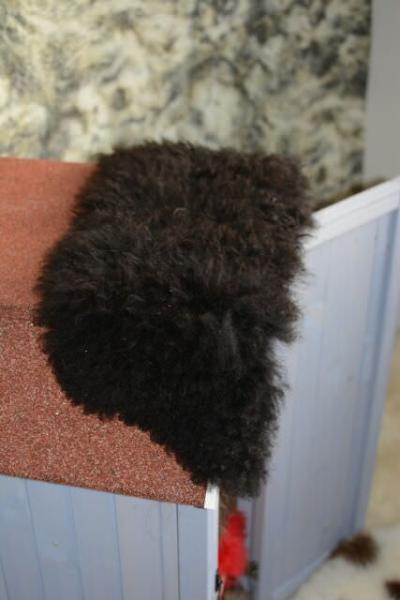 Lammfell Schaffell Schwarz Katzenbett Fensterfell (Öko)